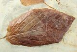 Wide Plate with Two Fossil Leaves (Two Species) - Montana #262389-2